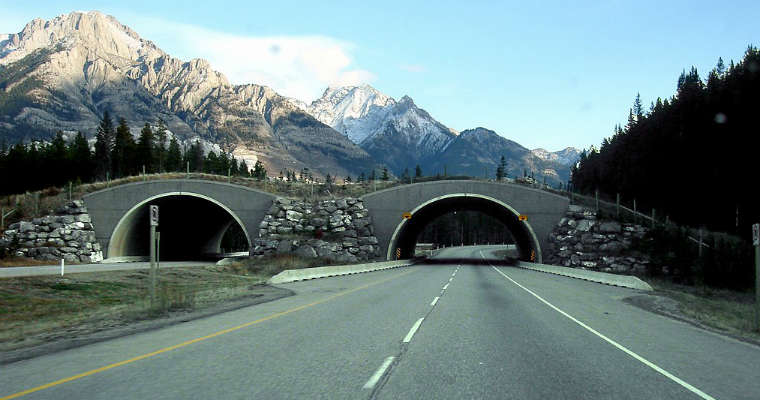 Autostrada w Kanadzie przebiegająca przez Banff National Park. Fot. Qyd/CC BY 3.0