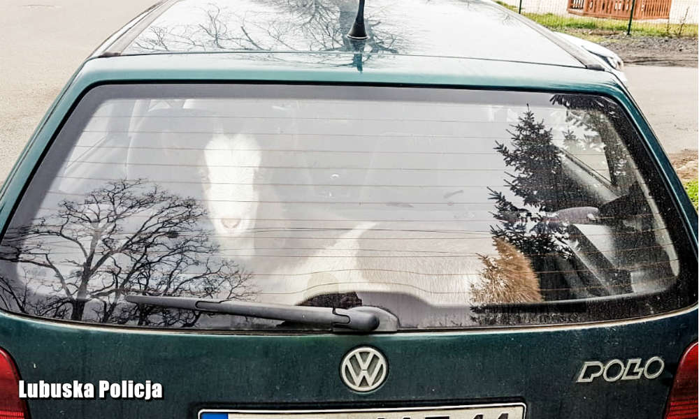 Kierowca na Lubelszczyźnie jechał pijany i wózł kozę w bagażniku osobowego auta. Fot. Policja