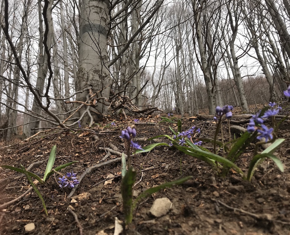 W drodze na Połoninę Wetlińską przyroda wygląda już bardziej wiosennie. Kwitną kwiaty i - niestety dla alergików - także wierzby Fot. brd24.pl