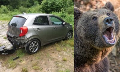 Niedźwiedź brunatny zniszczył samochód turystów w Bieszczadach. Źródło Facebook/Nadleśnictwo Cisna/CC0